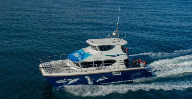 Kaikoura: Dolphin Encounter Cruise - Other Water Activities in Kaikoura