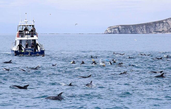 Kaikoura: Dolphin Encounter Cruise - Common Questions