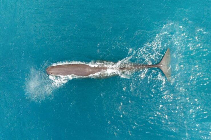 Kaikoura: Extended Whale Watching Flight - Activity Details
