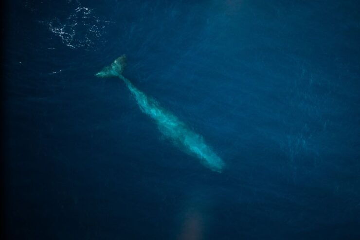 Kaikoura: Extended Whale Watching Flight - Important Information