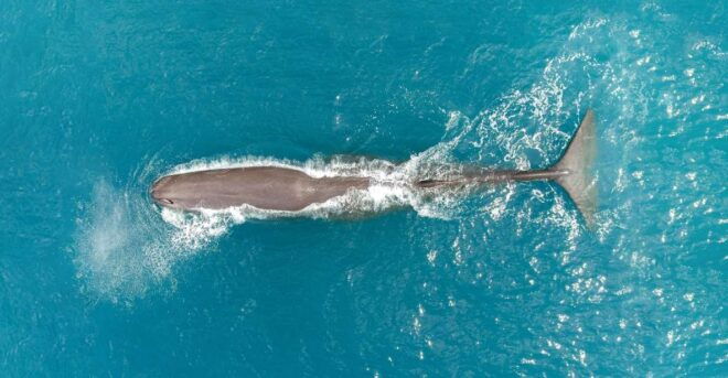 Kaikoura: Extended Whale Watching Flight - Additional Information