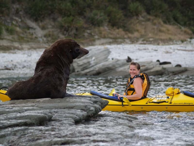 Kaikoura: Half-Day Wildlife Kayaking Tour - Good To Know