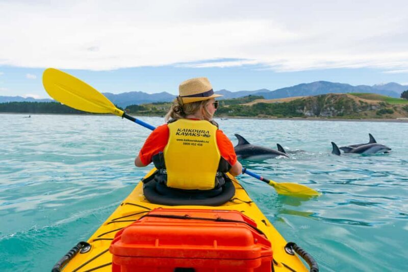 Kaikoura: Half-Day Wildlife Kayaking Tour - Value for Money