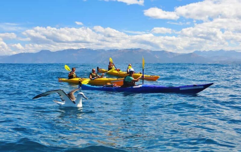 Kaikoura: Half-Day Wildlife Kayaking Tour - Meeting the Needs of Diverse Travelers