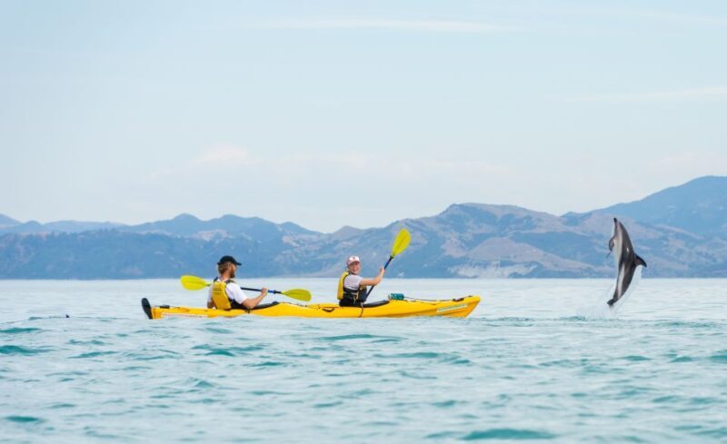 Kaikoura: Half-Day Wildlife Kayaking Tour - Final Thoughts: Is It Worth It?