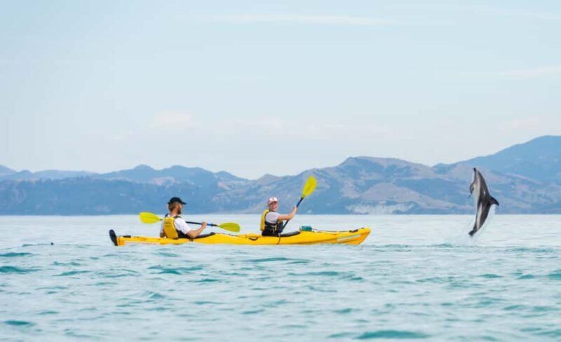 Kaikoura: Half-Day Wildlife Kayaking Tour - FAQs
