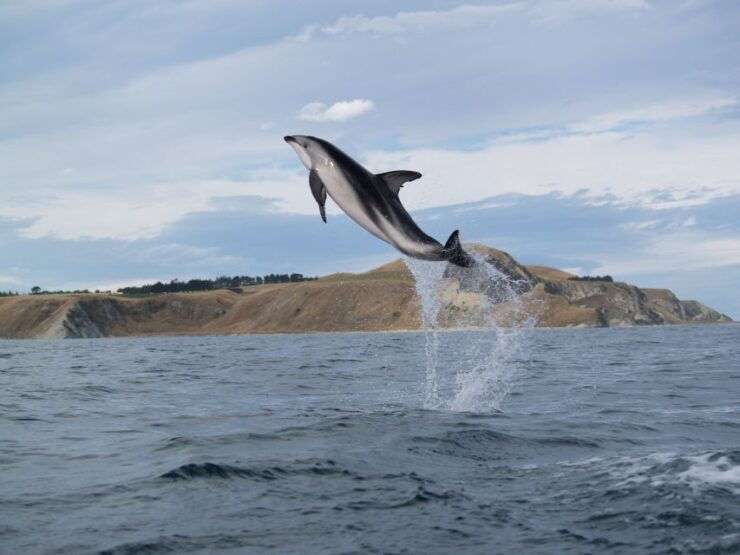 Kaikoura: Half-Day Wildlife Kayaking Tour - Activity Details