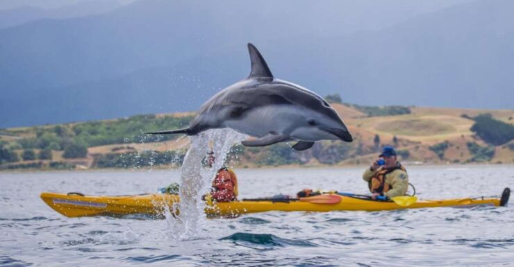 Kaikoura: Half-Day Wildlife Kayaking Tour - Experience