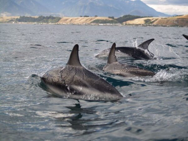 Kaikoura: Half-Day Wildlife Kayaking Tour - The Sum Up