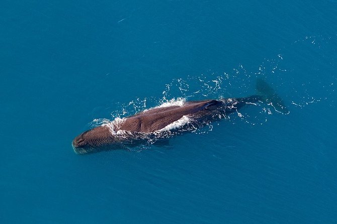 Kaikoura Helicopters Classic Whale Watch - Overview and Experience