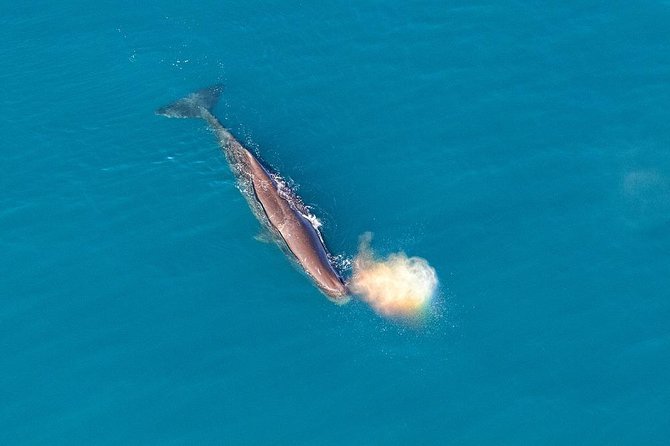 Kaikoura Helicopters Classic Whale Watch - Common Questions