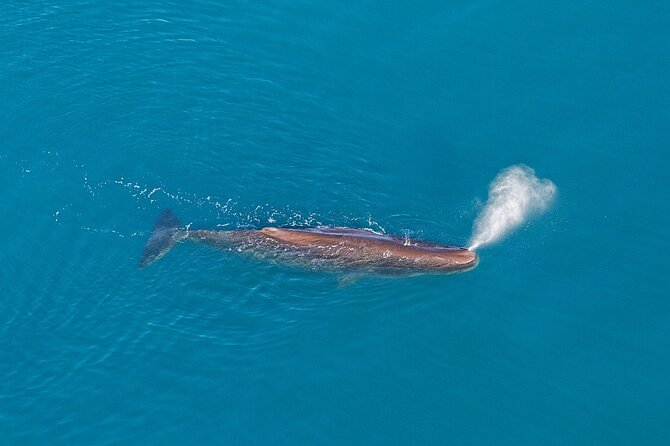 Kaikoura Helicopters Extended Whale Watch Flight - Scenic Helicopter Flight Over KaikōUra