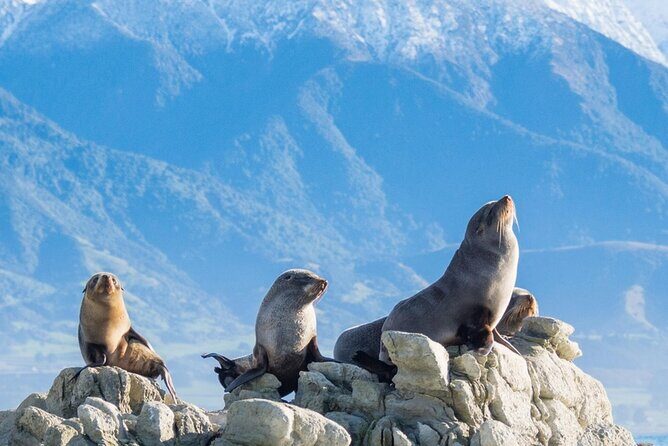 Kaikoura Kayaking Adventure Small Group Tour from Christchurch - An In-depth Look at the Kaikoura Kayaking Tour