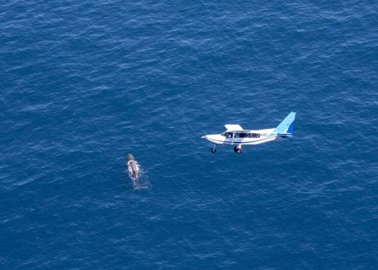 Kaikoura: Premier Extended Whale Watching by Air - Experience Highlights