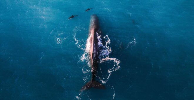 Kaikoura: Premier Extended Whale Watching by Air - Optimal Viewing and Photography Opportunities