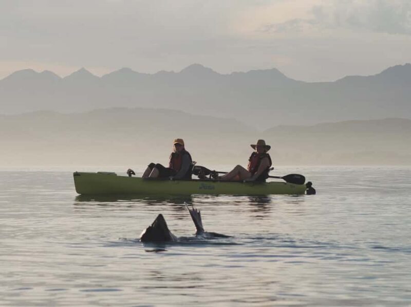 Kaikoura: Private Guided Kayak Tour with Seals - Good To Know