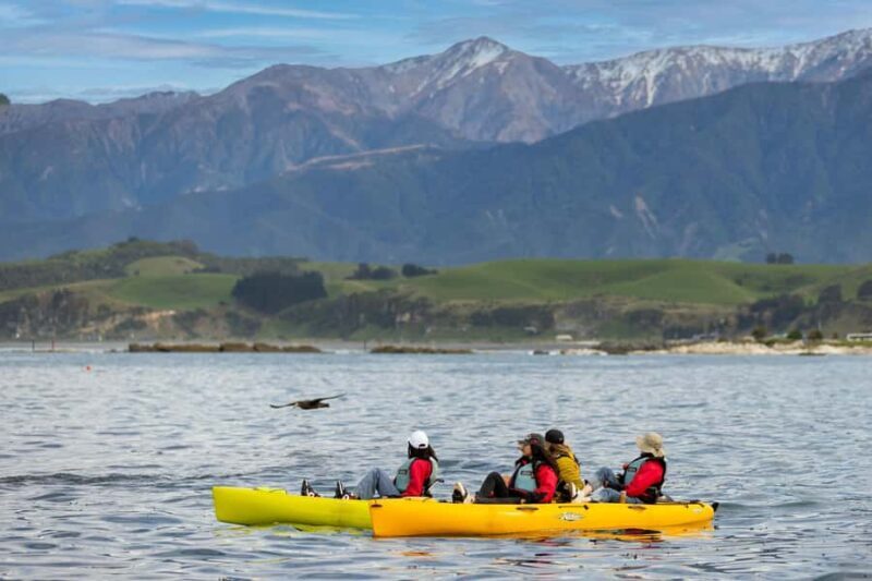 Kaikoura: Private Guided Kayak Tour with Seals - An In-Depth Look at the Kaikoura Kayaking Experience