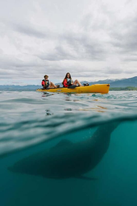 Kaikoura: Private Guided Kayak Tour with Seals - FAQ