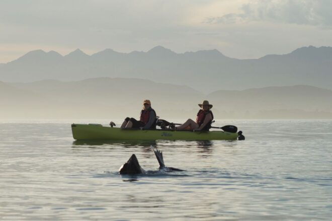 Kaikoura: Seal-Watching Pedal Kayak Tour - Meeting Point and Gear