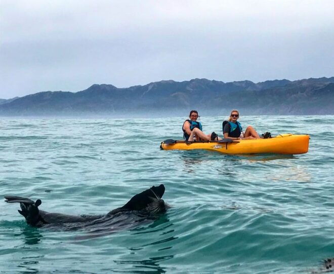 Kaikoura: Seal-Watching Pedal Kayak Tour - Encounter With Marine Life