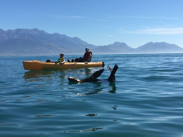 Kaikoura: Seal-Watching Pedal Kayak Tour - Important Information