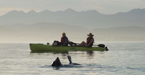 Kaikoura: Seal-Watching Pedal Kayak Tour - Related Activities