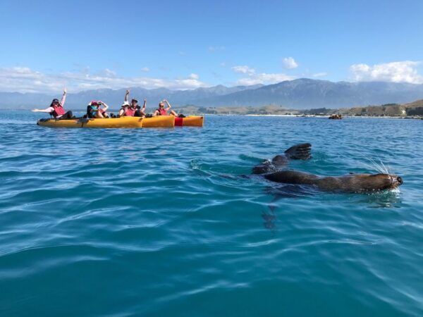 Kaikoura: Seal-Watching Pedal Kayak Tour - Common Questions