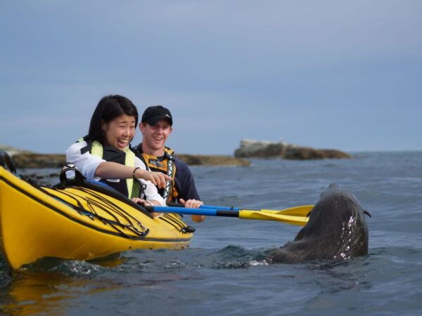 Kaikoura: Sunset Kayaking Tour - The Sum Up