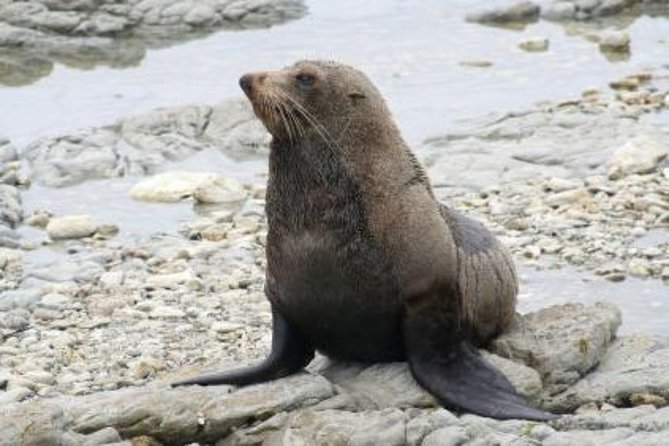 Kaikoura Swim With Dolphins Tour From Christchurch - Cancellation Policy