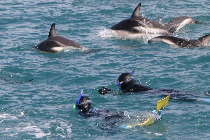 Kaikoura Swim With Dolphins Tour From Christchurch - Traveler Photos and Reviews