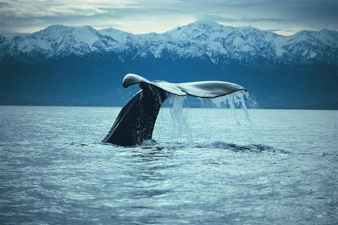 Kaikoura Whale and Dolphin Overnight Tour From Christchurch - Round-Trip Coach Transport