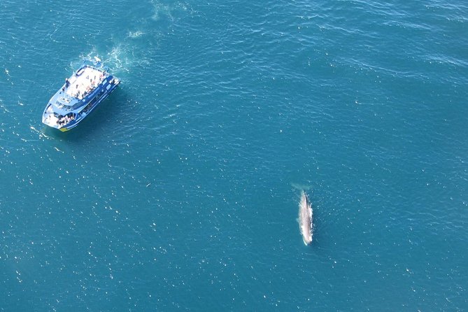 Kaikoura Whale Watch Day Tour From Christchurch - Positive Experiences