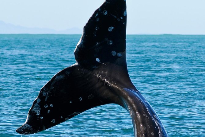 Kaikoura Whale Watch Day Tour From Christchurch - Common Questions