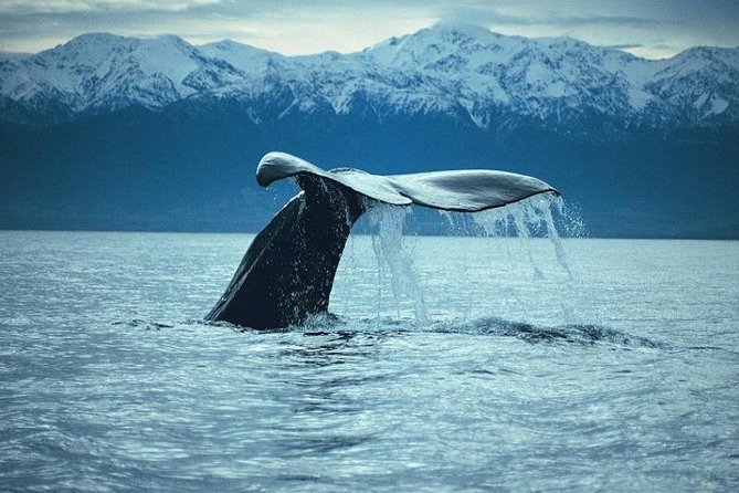 Kaikoura Whale Watch Day Tour From Christchurch - The Sum Up