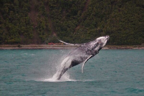 Kaikoura: Whale Watching Cruise - The Sum Up