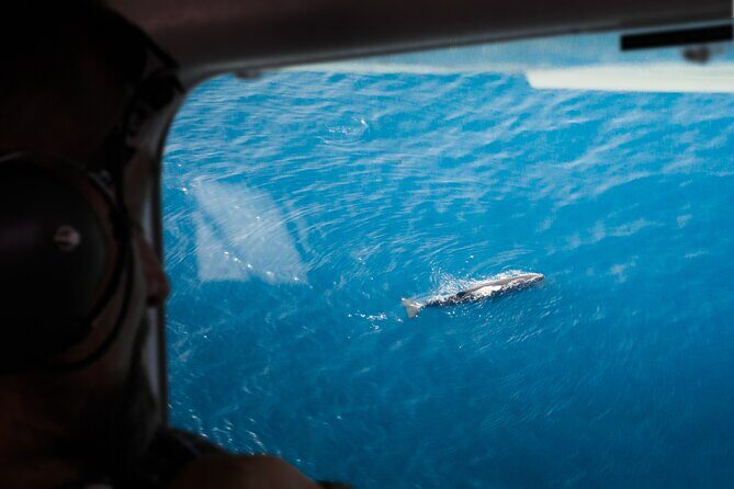 Kaikoura: Whale Watching Flight - Good To Know