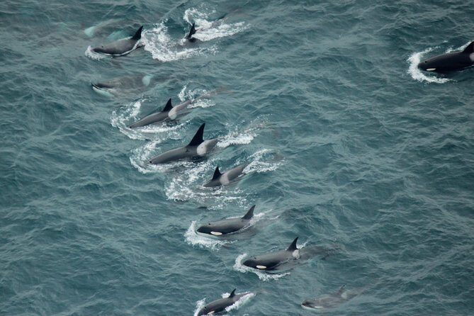 Kaikoura: Whale Watching Flight - An Overview of the Kaikoura Whale Watching Flight