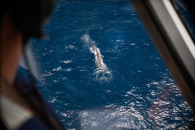 Kaikoura: Whale Watching Flight (Extended) - Whats Included in the Experience