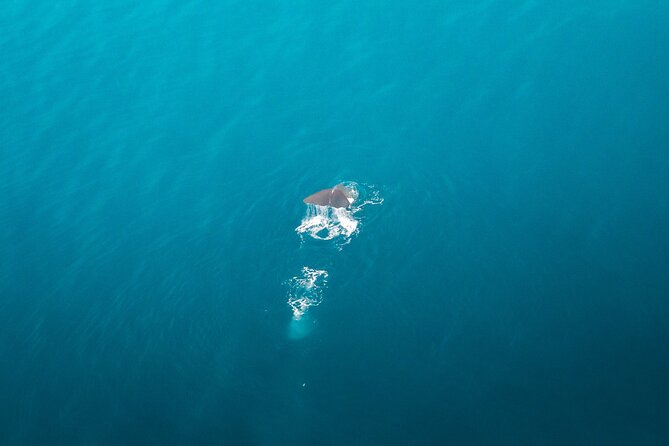 Kaikoura: Whale Watching Flight (Extended) - Traveler Photos and Reviews