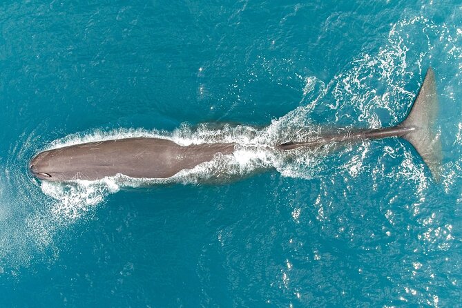 Kaikoura: Whale Watching Flight (Extended) - The Sum Up