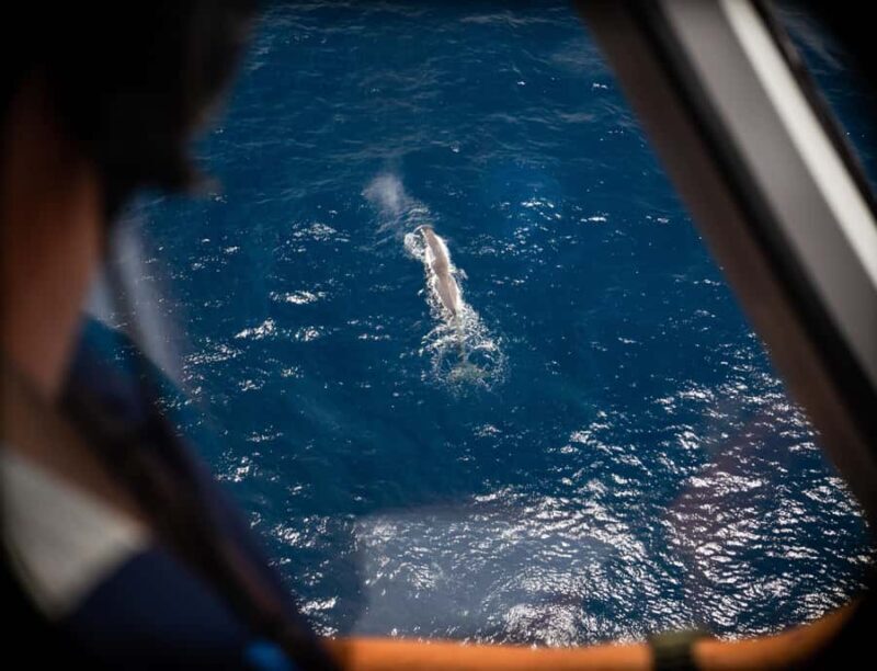 Kaikoura: Whale Watching Flight with Commentary - The Bottom Line