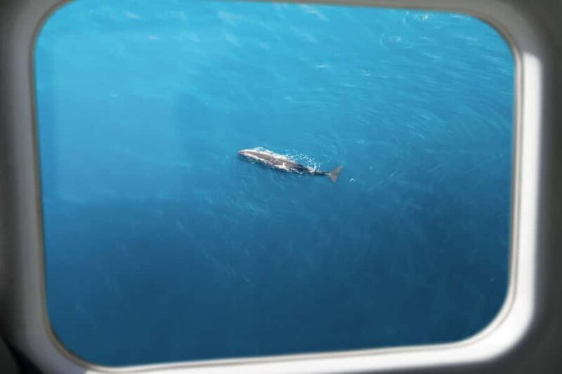 Kaikoura: Whale Watching Flight with Commentary - FAQs