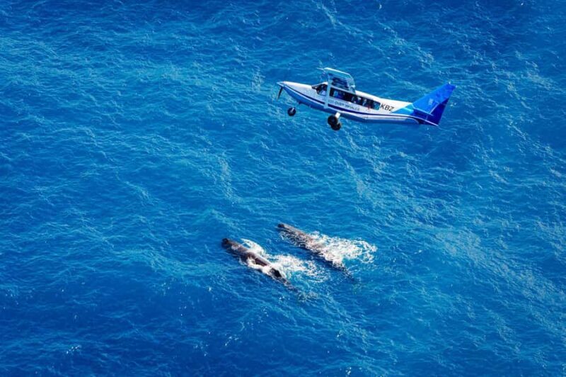 Kaikoura: Whale Watching Flight with Guided Commentary - Good To Know