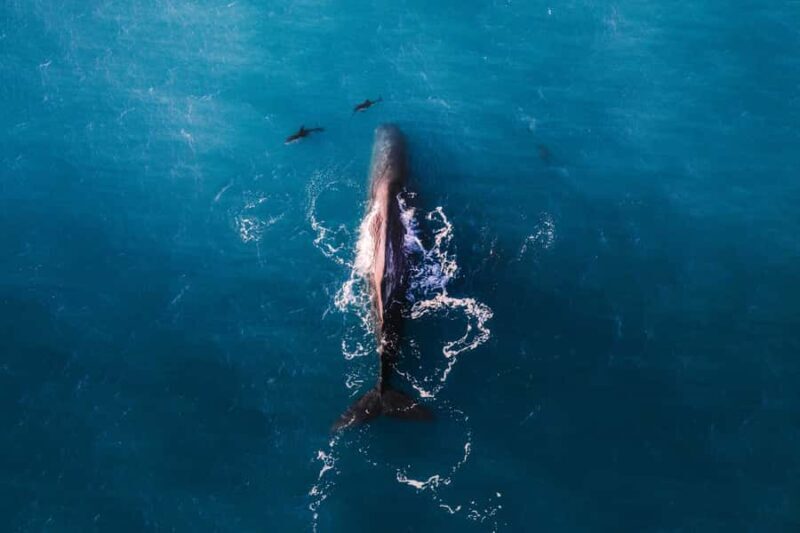 Kaikoura: Whale Watching Flight with Guided Commentary - Detailed Breakdown of the Itinerary