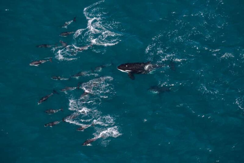 Kaikoura: Whale Watching Flight with Guided Commentary - Who Will Love This Tour?