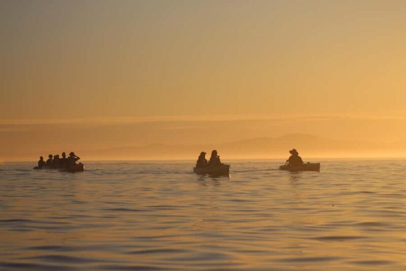 Kaikura: Kayak Sunset Tour with Seal Sightings - Good To Know
