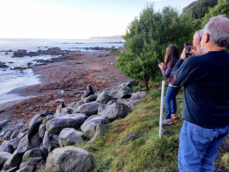Kaikura: Small Group Tour- optional Whale, Dolphin, Zipline - An In-Depth Look at the Kaikoura Day Trip
