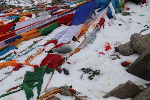 Kailash Mansarovar Yatra (15N/16D) - Cultural Exploration