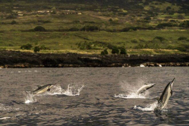 Kailua-Kona: Big Island Morning Snorkeling Tour With Lunch - Reserve Now & Pay Later, Customer Reviews, and Product Information