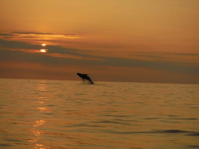 Kailua-Kona: Dolphin Watch & Double-Reef Snorkel Boat Ride - Snorkeling Destinations